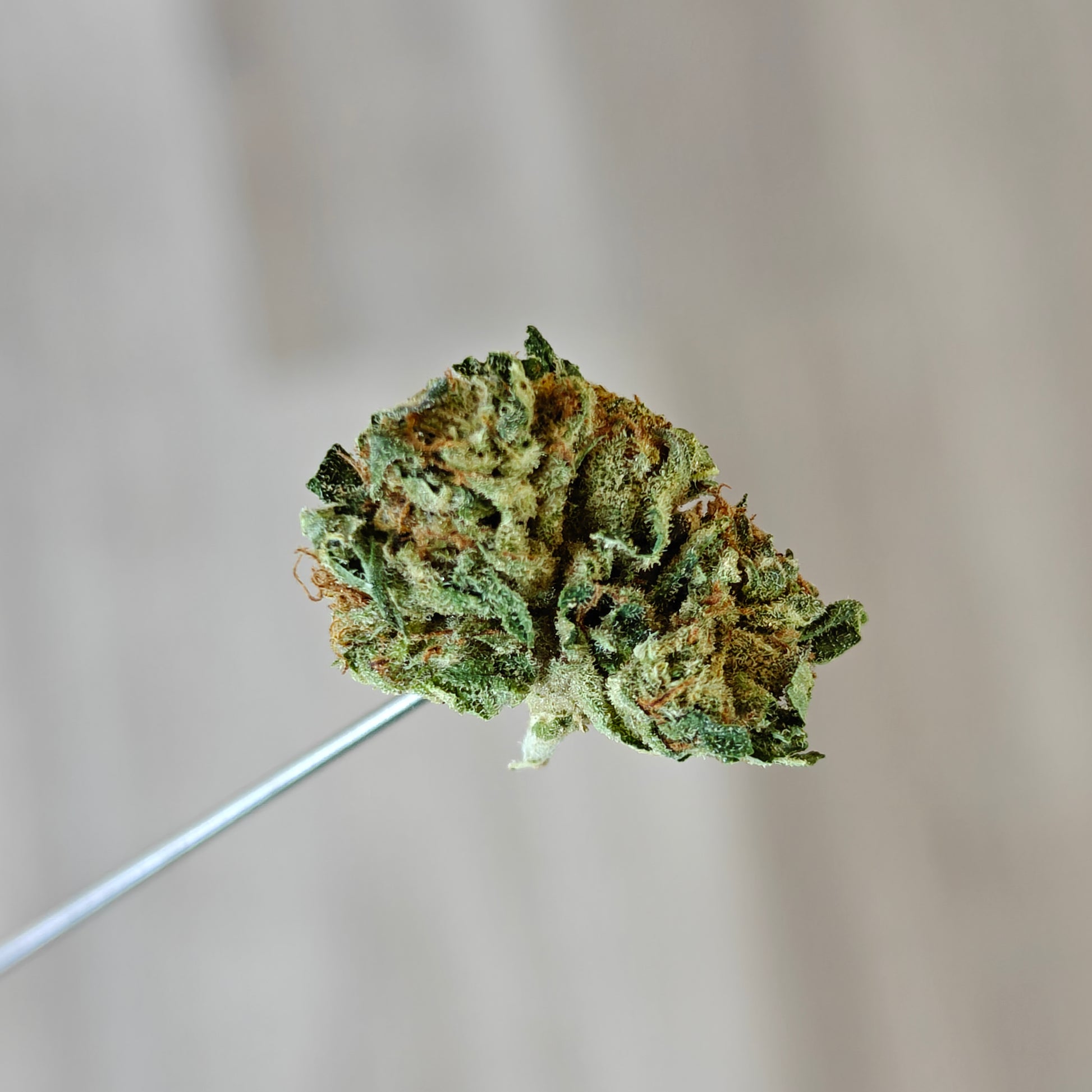 West Coast Trading Company - Holy Grail Kush | Sungrown Smalls 14g