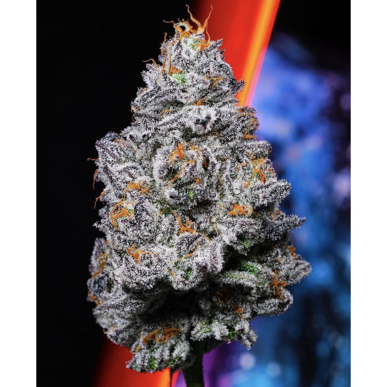 3.5G - Kryptochronic Indoor