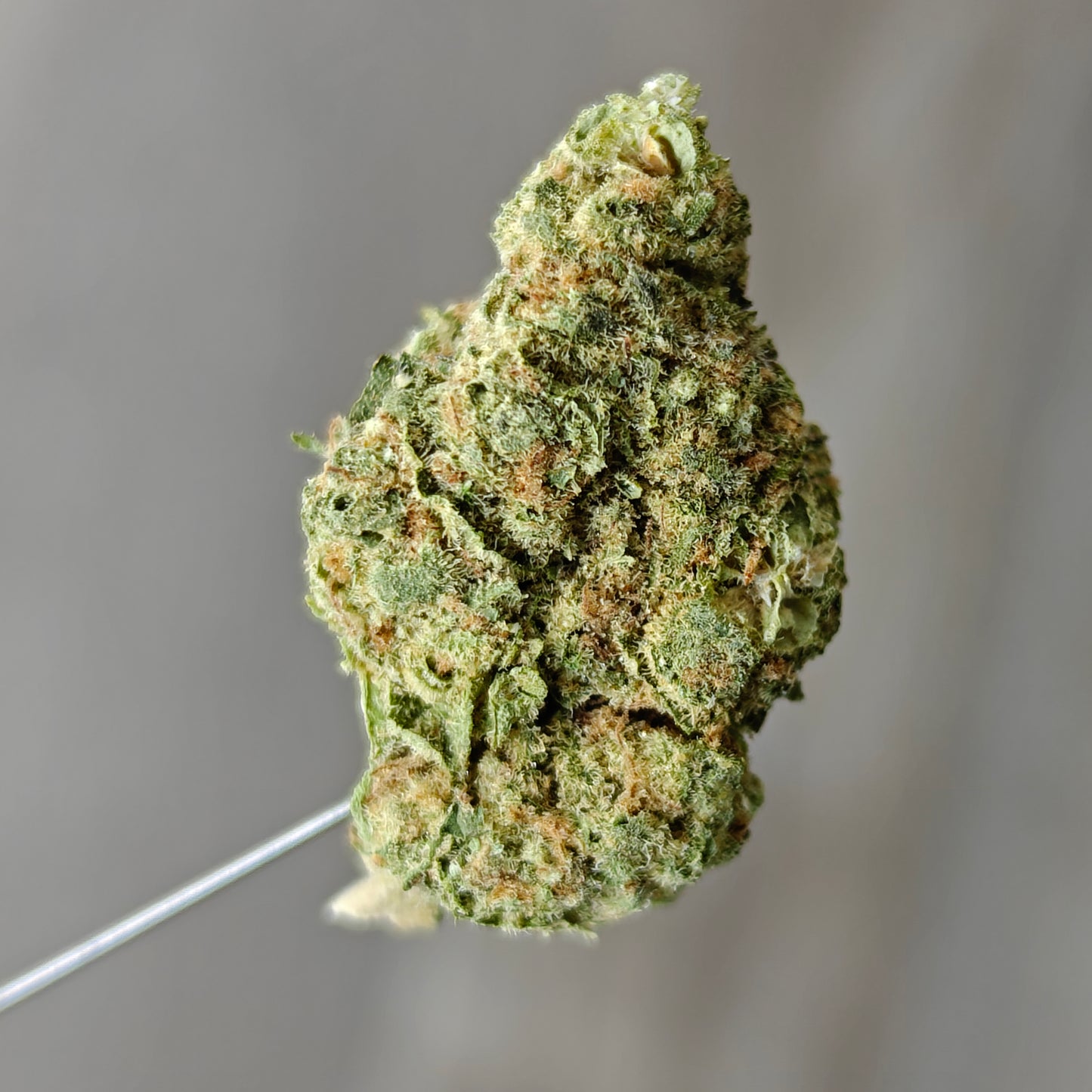 Zips - Rainbow Mintz - 7g